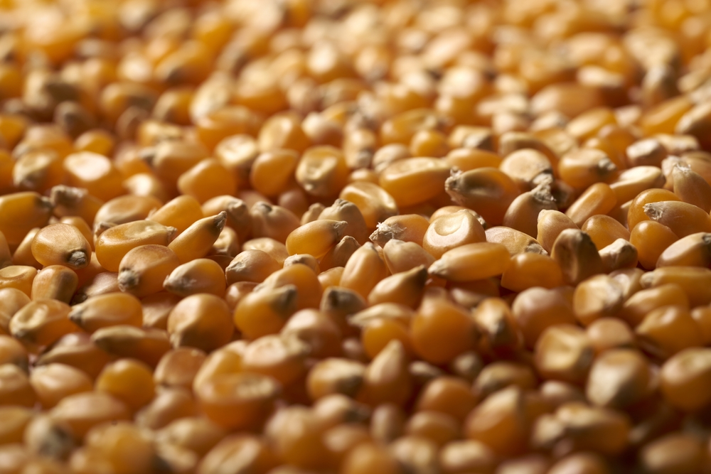 Exportações de milho em junho de 2023 atingiram 1,03 milhão de toneladas